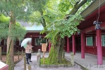 笠間稲荷神社 御神木の胡桃の木の様子