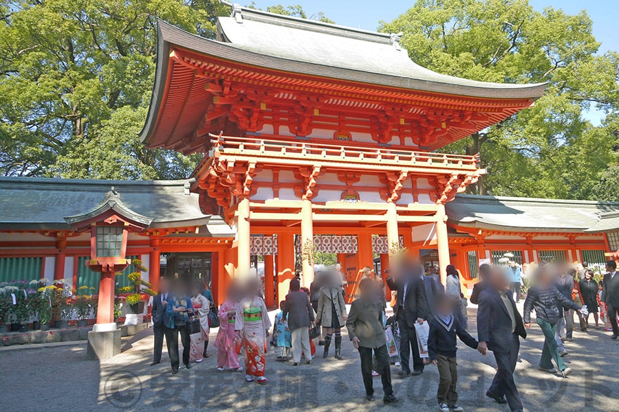 大宮氷川神社 夫婦楠の様子