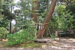 大宮氷川神社 夫婦楠の様子