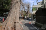 調神社 駐車場へ向かう道途中の巨木の様子