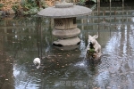 調神社 境内の御手洗池兎像の様子