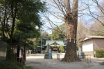 春日部八幡神社 御神木と本殿の様子