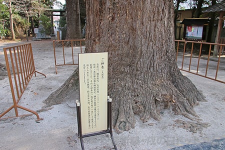 春日部八幡神社 御神木（大銀杏）の様子