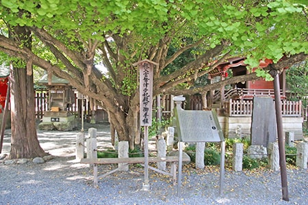 秩父神社 乳銀杏の御神木の様子（その1）