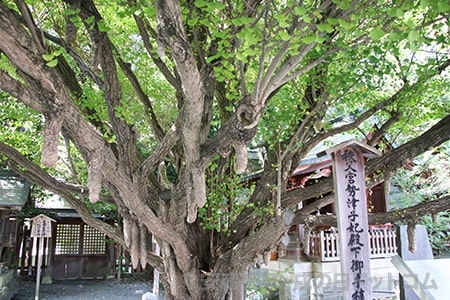 秩父神社 乳銀杏の御神木の様子（その2）