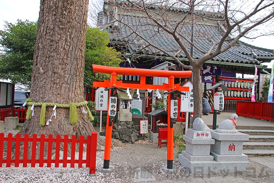 鴻神社 御神木の夫婦銀杏、御神卵、こうのとり像の様子（その2）