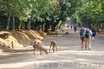 春日大社 参道の鹿たちの様子