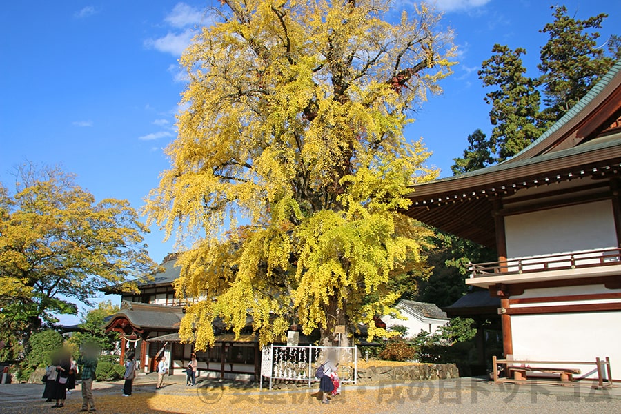 吉備津神社 神木いちょう神木の様子