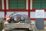 太宰府天満宮 境内の撫で牛の様子