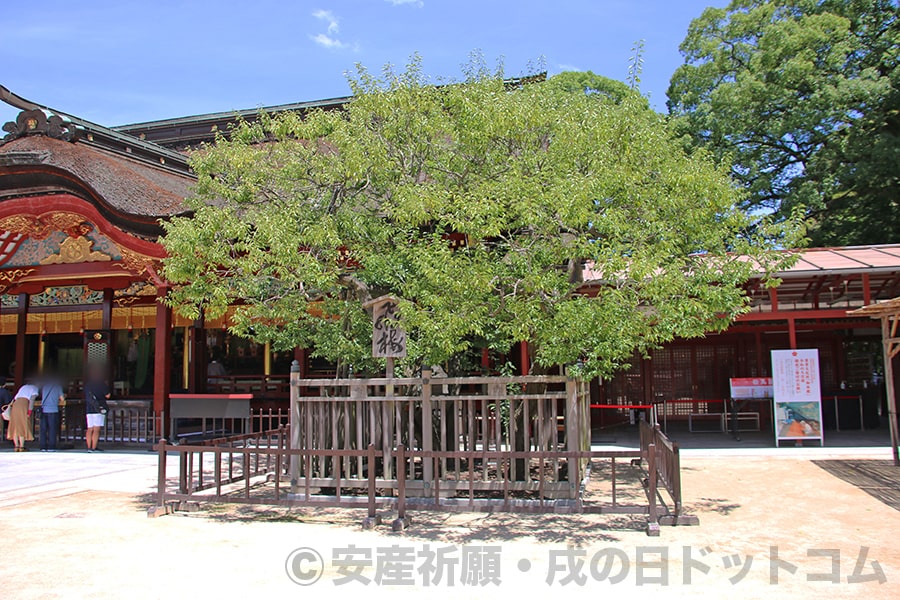 太宰府天満宮 御本殿前の飛梅の様子