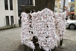 子安神社 おみくじ掛けに掛けられた大量のおみくじの様子