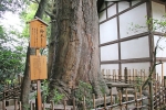 川越氷川神社 御神木の様子