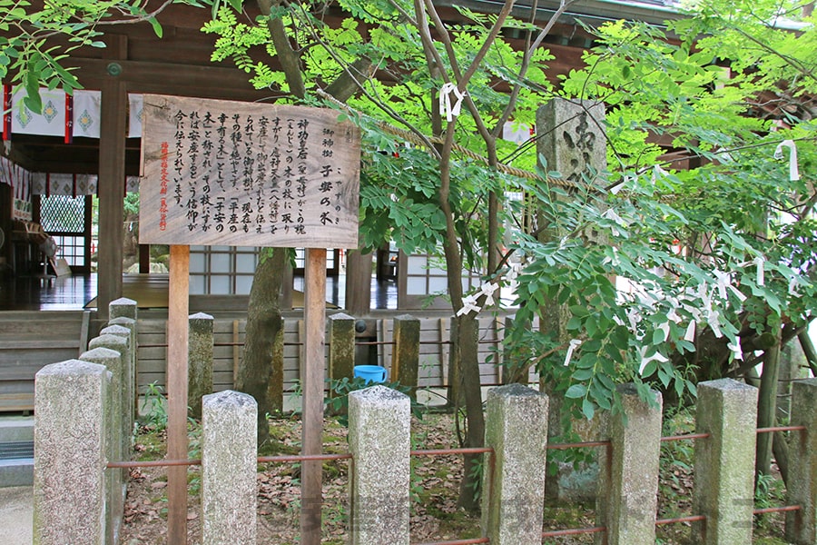 宇美八幡宮 子安の木（神木）の様子