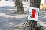 六所神社 境内入口の松並木に掲げられた安産特別祈祷の掲示の様子