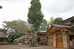 居木神社 御神木の銀杏（全体）の様子