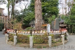 七社神社 願掛け公孫樹の様子