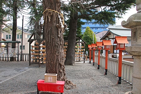 草加神社 御神木の様子