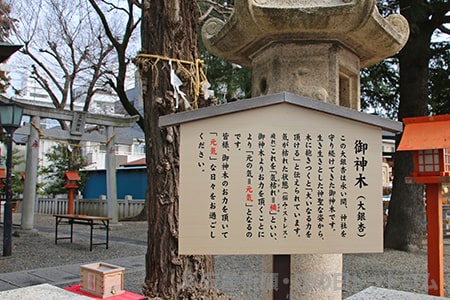 草加神社 御神木の案内看板の様子