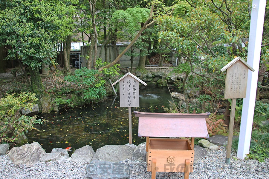 猿田彦神社 子宝池の様子