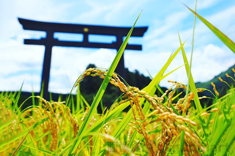 初穂（稲穂）と神社の鳥居の様子