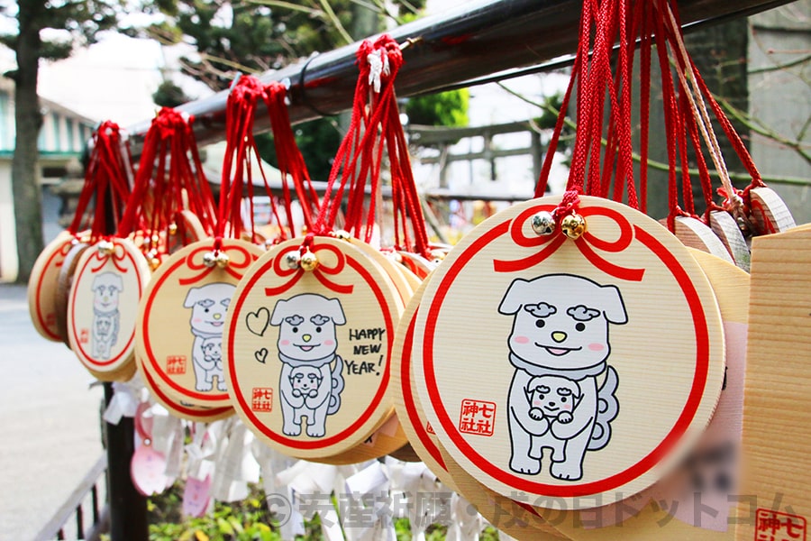 七社神社 願掛け公孫樹に掛けられた多くの絵馬の様子