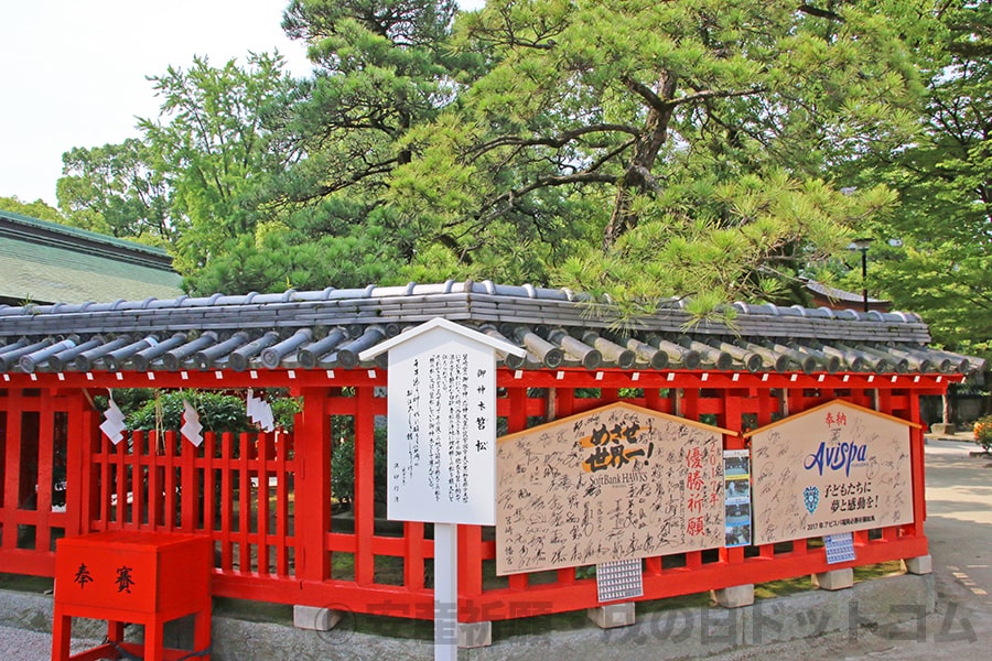 筥崎宮 神木 筥松の様子